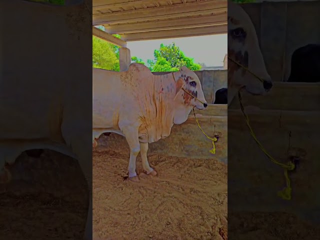 Beautiful✨ bull❤#foryoupage_ #cow #bakraeidlover #animals #happybakraeid #bakr #animals 🐵🐔🐶🐷#farming