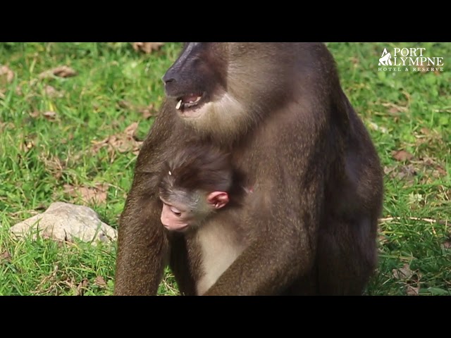 Baby Drill Monkey Born At Port Lympne