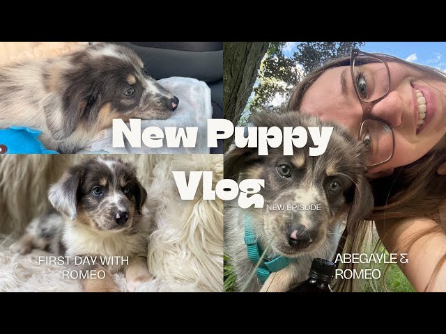 Meet my new puppy 🐶 Romeo my little thunder cloud ☁️ Dog Vlog 🐾