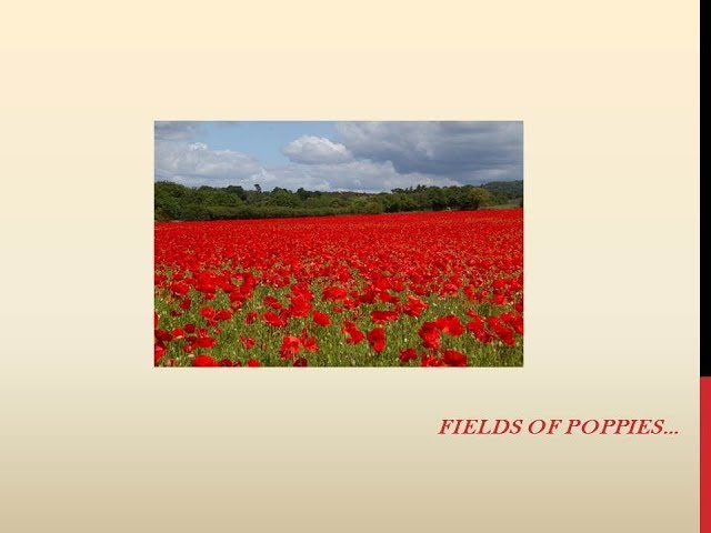 Remembrance Song: Fields of poppies