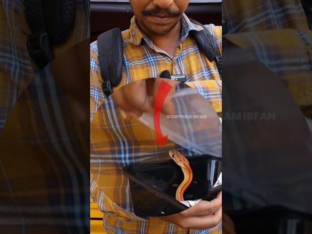 corn snake sale in Chennai#snake#cornsnacks#cornsnake#cornsnakesofinstagram#exotic#snakevideo#pets