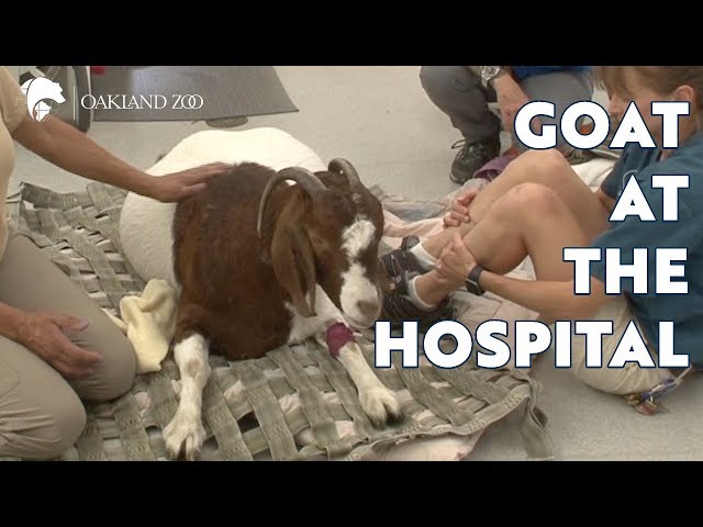 Goat at the Hospital