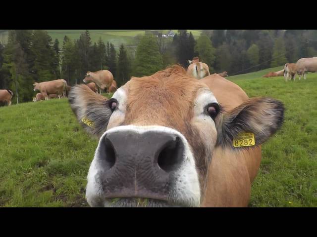 Glückliche Kühe, Happy Cows, Vache heureux