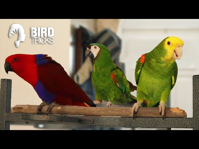 Eclectus Parrot vs Amazon Parrot vs Mini Macaw?!