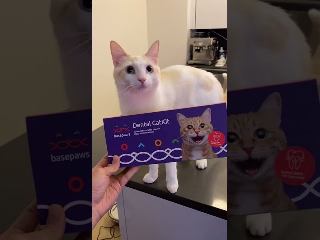 The Benefits of Basepaws Cat DNA Test