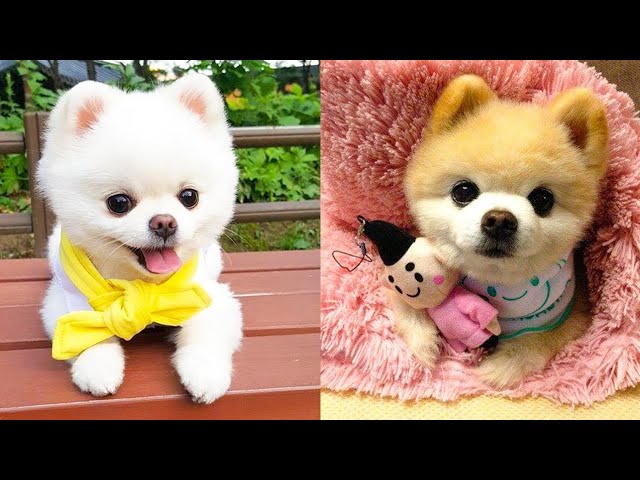 baby dogs - cute and funny dog videos compilation -|- pet's zone