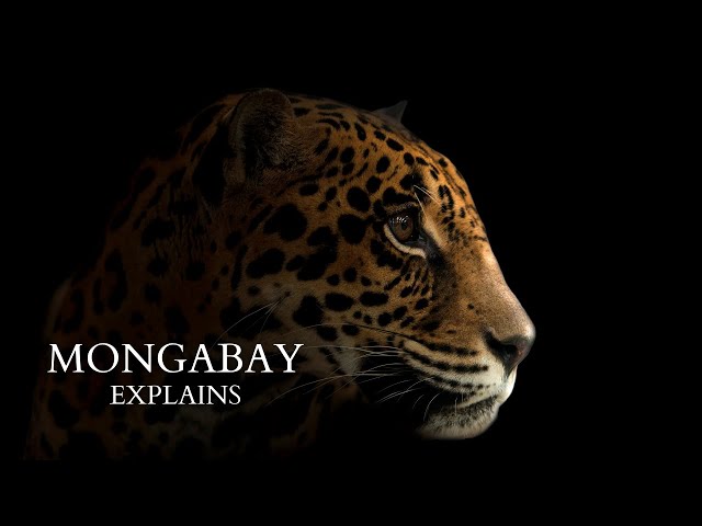Why are jaguars targeted for the wildlife trade? | Mongabay Explains
