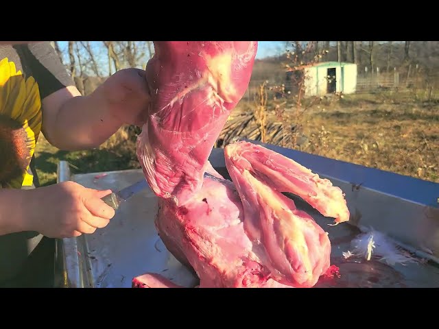 Butchering the turkey into cuts!