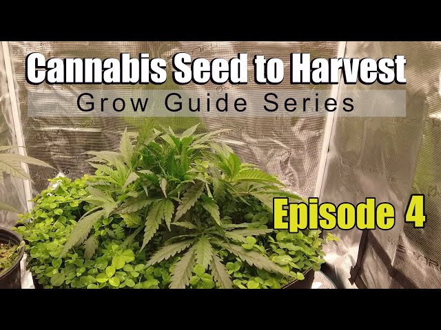 Cannabis Grow Guide Episode 4: Week 4 & 5 Veg. - Easy Compost Tea - LST- Mars-Hydro Smart FC-4800