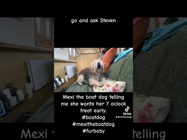 Mexi the Boat Dog asking for her 7 oclock Treat. #boatdog #narrowboat #nationalpetday