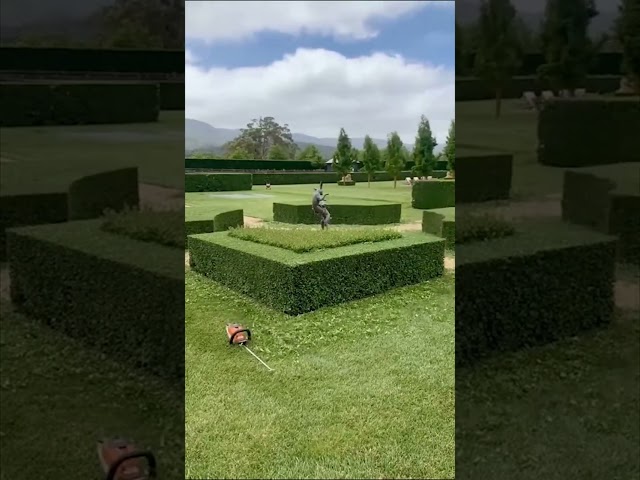 Relaxing landscaping hedge trimming Ep 2 #compilation #satisfying #hedgetrimming #relaxing #2023