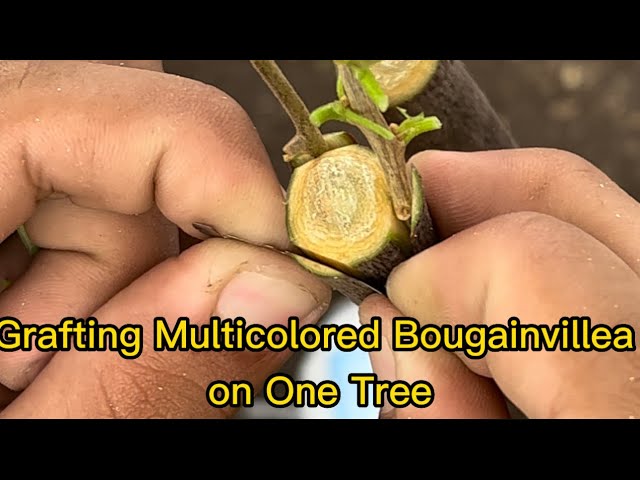 Grafting Multicolored Bougainvillea on One Tree