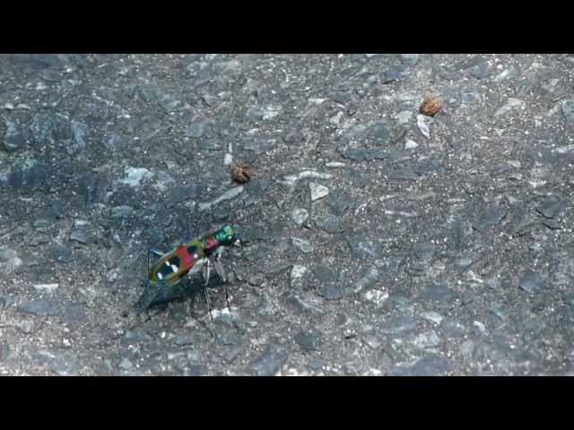 Tiger Beetle, the Fastest Sprinter ハンミョウの疾走