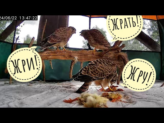 Little /kestrel/ falcons learn to eat on their own. The laziest ones demand to feed them