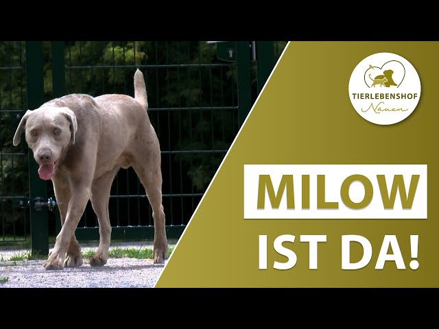 MILOW IST DA | Bericht vom Tierlebenshof VLOG 137