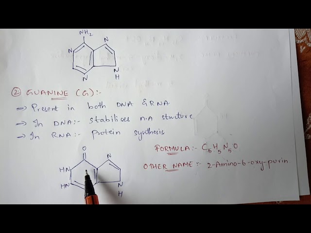 N2- bases || NITROGENOUS BASES ( PURINS AND PYRIMINDINS ) || BIOTECHNOLOGY || BY PHANINDRA GUPTHA