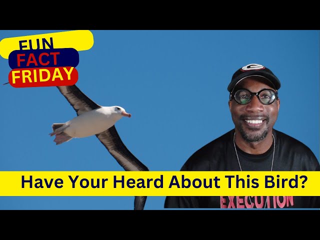 Fun Fact Friday Albatross Bird Ep 197 |Focus| Do The Work | Dr. WILL Speaks