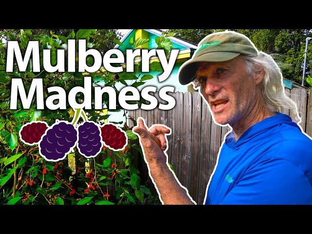 🍇🍇Ever seen Mulberry Production this Heavy?! Jim K. shows off his Berries and New Spinach Types 🥬🍃