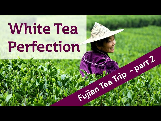 WHITE TEA PERFECTION - Finding PINNACLE tea in China (FUJIAN TEA TRIP PART 2)