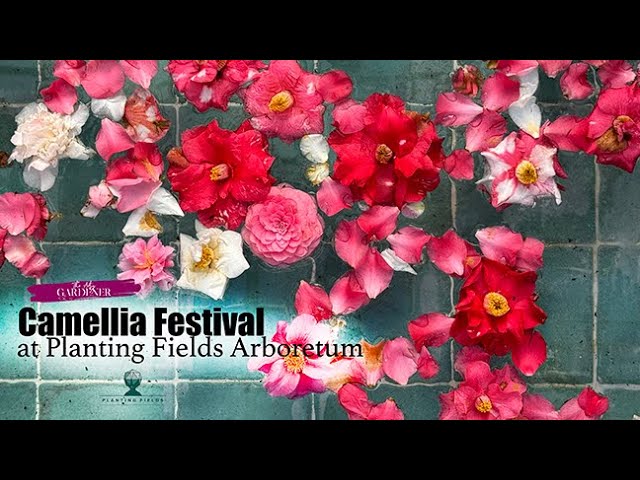 Come along as I explore the Camellia Festival at Planting Fields Arboretum