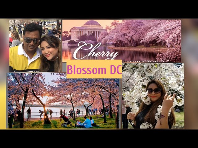 Cherry blossom in America|Cherry Blossoms Festival in Washington DC in USA|Indian Vlogger in America