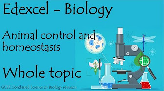 GCSE Biology Edexcel - Animal control homeostasis