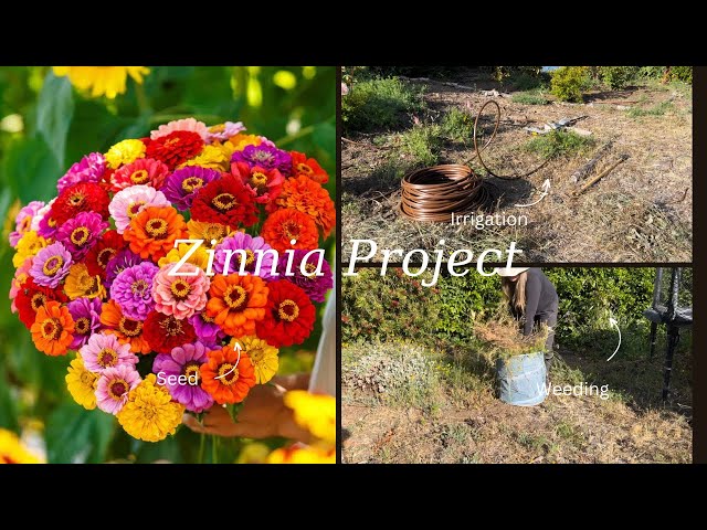 Zinnia project finally! Weeding, irrigation and seeding hundreds of Zinnias