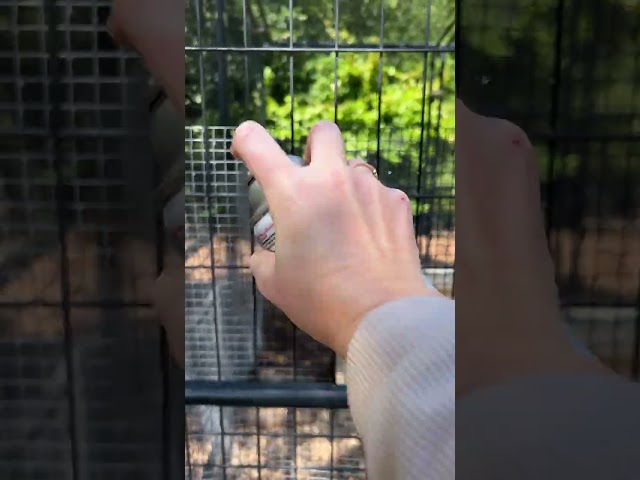Chicken Coop - Predator Proofing