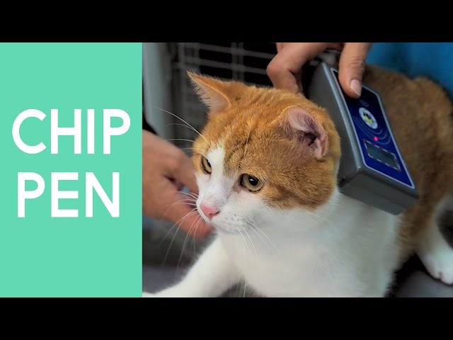 Katze chippen: Infos zum Mikrochip