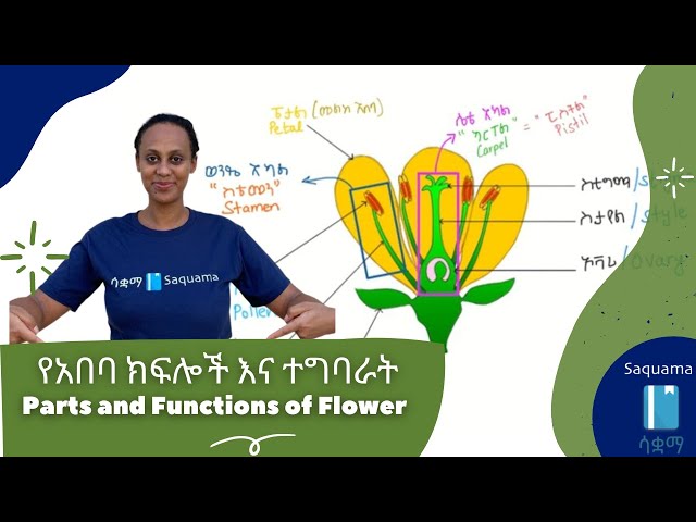 Parts of Flower and their Functions/የአበባ ክፍሎች እና ተግባራት