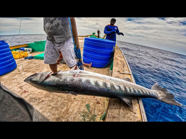 Wow! We Caught Many Giant Barracudas Today! Longline fishing Day 2 EP:6.