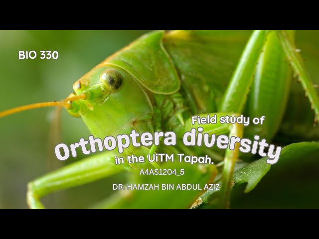 Field study: Orthoptera diversity in the UiTM Tapah