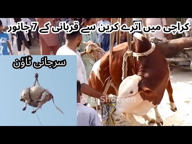 Cow Unloading By Crane | Cow Unloading From Roof In Karachi | Cow Unloading From Roof By Crane 2024