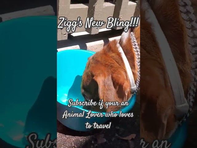 Zigg's new bling! #animallover #trucker #doglover #dogs #zigg