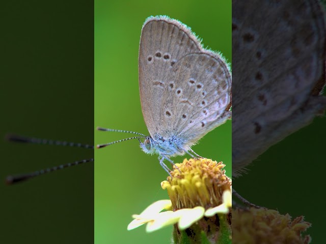 Beautifully Butterflies in Field 🌷 Natural Bird Sounds with Peaceful Music for Soothing ☯️ #shorts