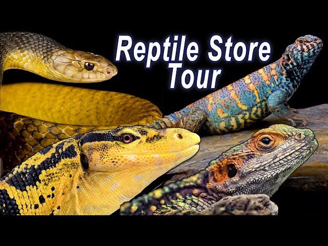 Reptile Shop Tour: Giant Monitors & Exotic Reptiles!