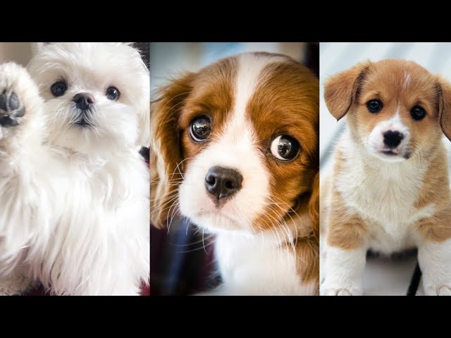 Cute Pets Puppies