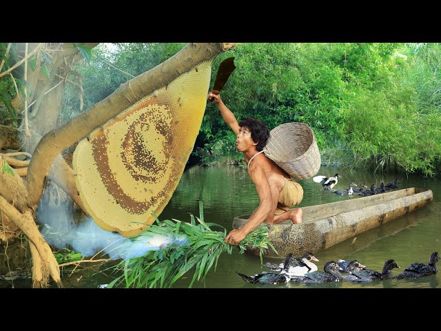 Survival In The Rainforest - Looking for duck  Meet the giant bees