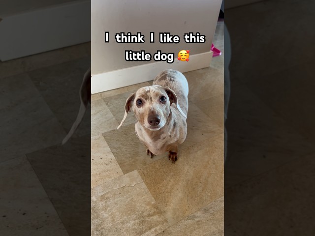 🐶🐾I think I like this little dog 🩷🥹 Subscribe for mini dachshund content! #dachshund #dogs #dog