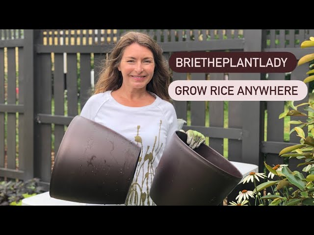 Grow Rice on your patio!