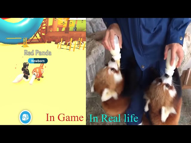Feeding red panda milk in game/ real life
