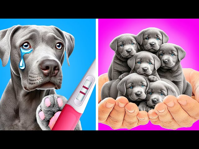 S'il vous plaît, sauvez les chiennes enceintes errantes 😢 Astuces et gadgets pour maîtres d'animaux