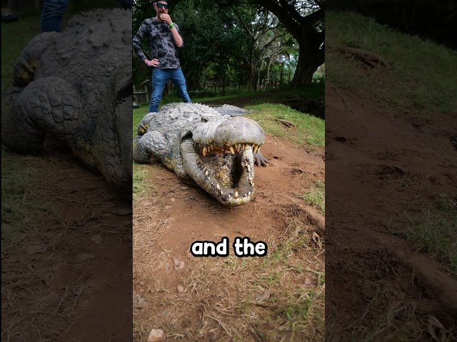 120 Year Old Almost Eats Camera Guy  (an actual dinosaur) @dingodinkelman