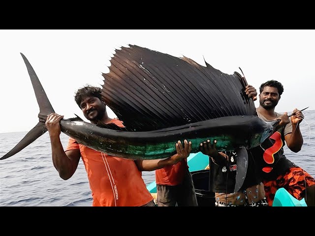 Catching Sail Fish, King Fish & Mahi Mahi Fish in the Deep Sea