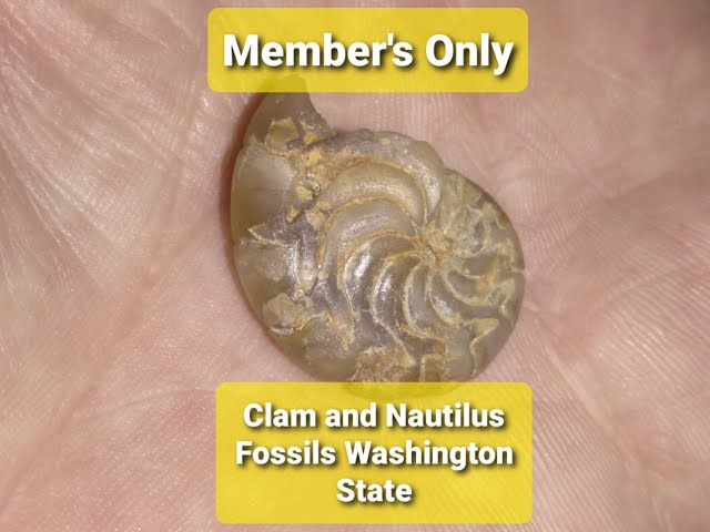 Agatized Clam and Nautilus Fossils Washington State