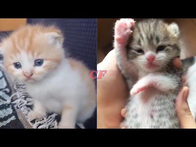 Funniest Cats And Dogs Videos 😁 - Best Funny Animal Videos 2024😂🐾- Episode (10) | CatFactory