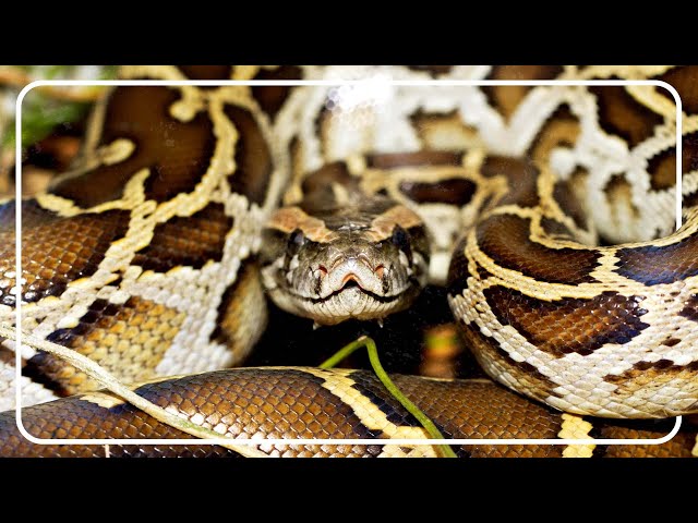 Chasing Giants: Python Hunters In The Everglades & Puerto Rico