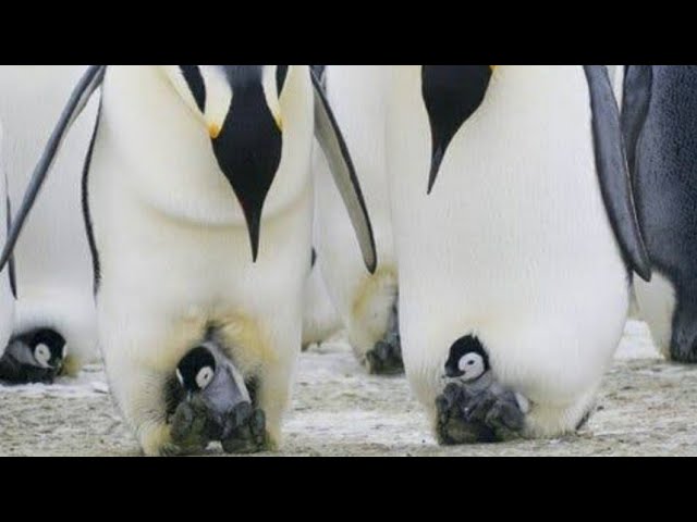 وثائقي HD - الحياة البرية في القطب الجنوبي - عالم الحيوان