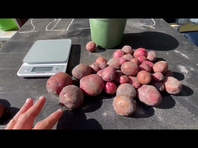 CENTRAL FLORIDA POTATO HARVEST | GROWN IN THE GROUND