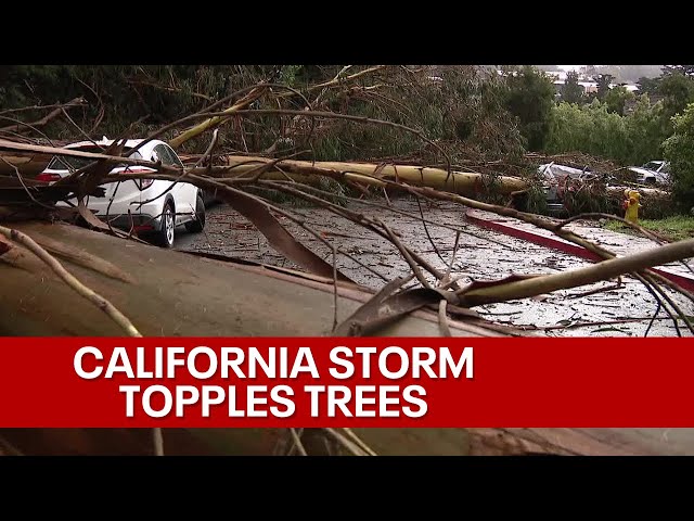 California storm: falling tree kills 1 in Santa Cruz County